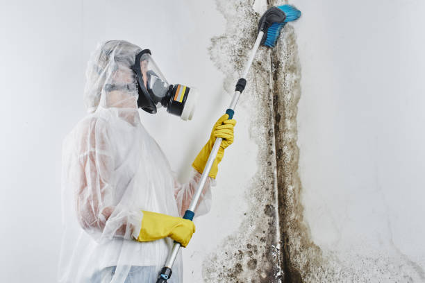 Best Mold Inspection  in Arial, SC