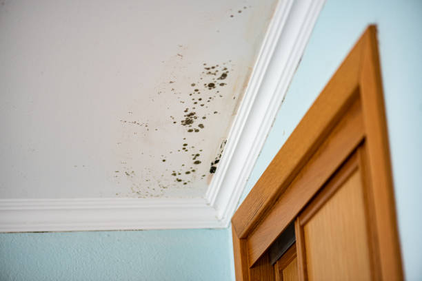 Best Same-Day Mold Removal  in Arial, SC