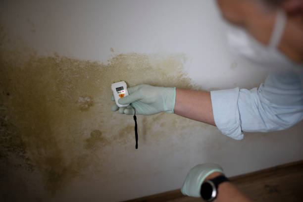 Mold Removal and Inspection in Arial, SC