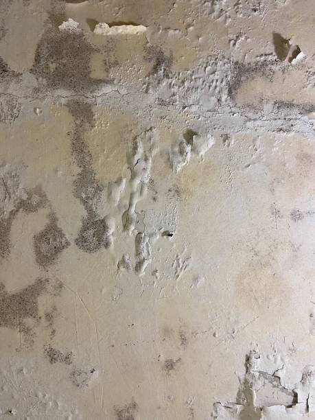 Best Local Mold Removal Service  in Arial, SC