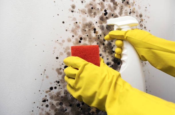 Mold Removal Process in Arial, SC