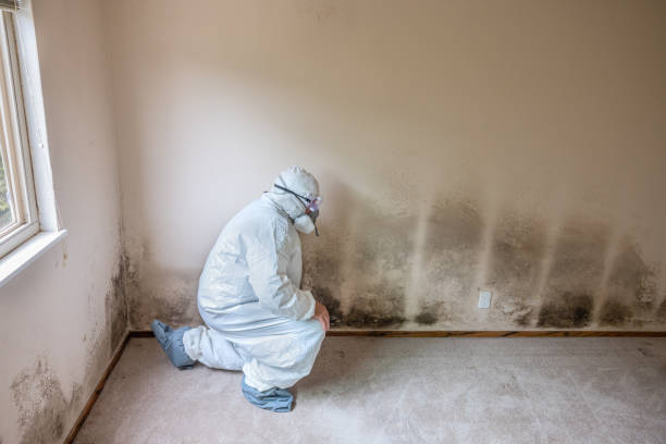 Best Certified Mold Removal  in Arial, SC
