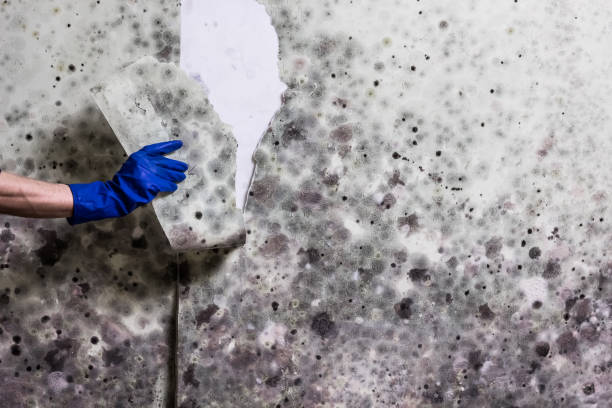 Best Mold Cleaning Services  in Arial, SC