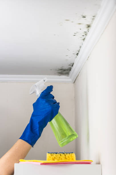 Best Mold Removal Process  in Arial, SC